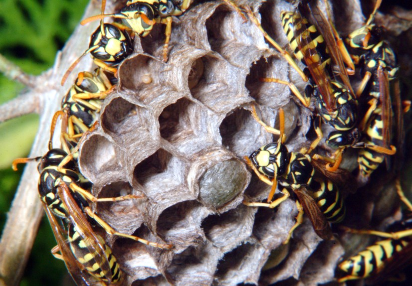 Le meraviglie - Ho trovato il nido di Polistes!